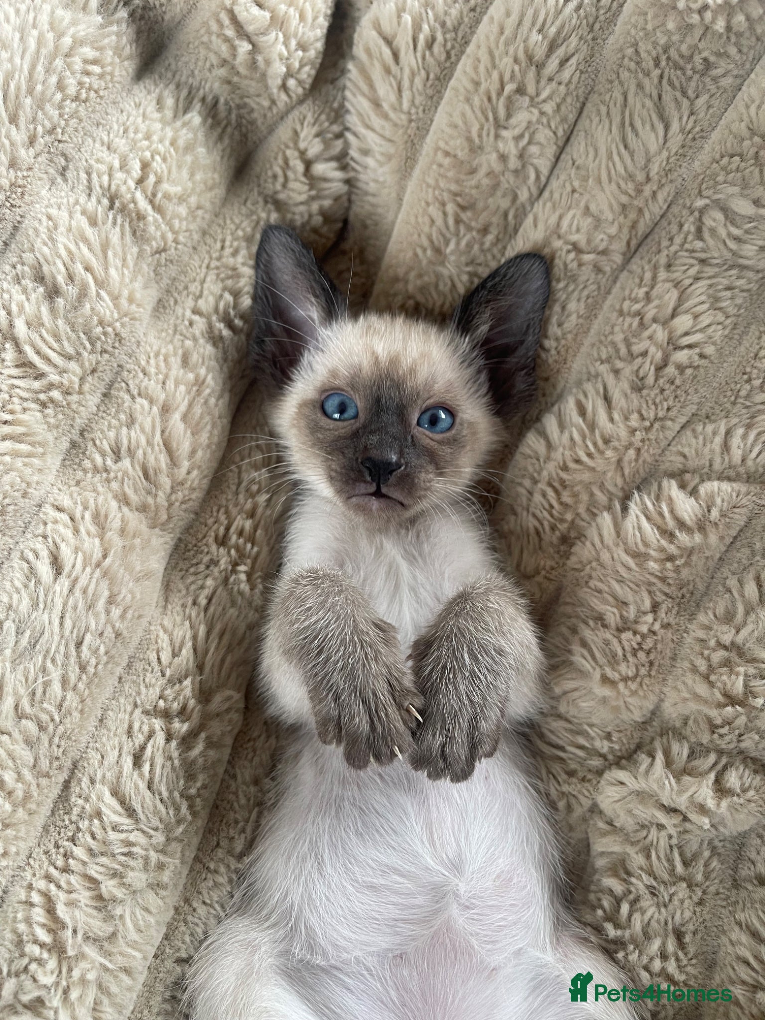 Siamese cats Traditional Siamese Kittens – 5 Available - Advert 2