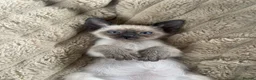 Siamese cats for sale: Last girl lilac point left  - Advert 2