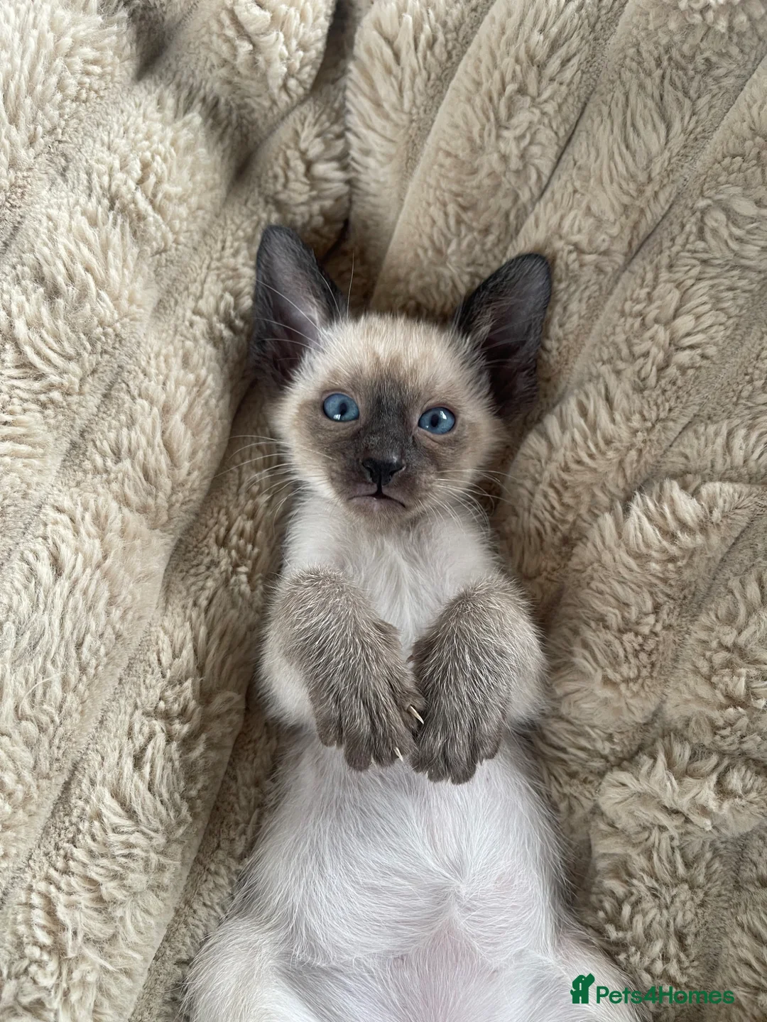 Siamese cats for sale: Last girl lilac point left  - Advert 2