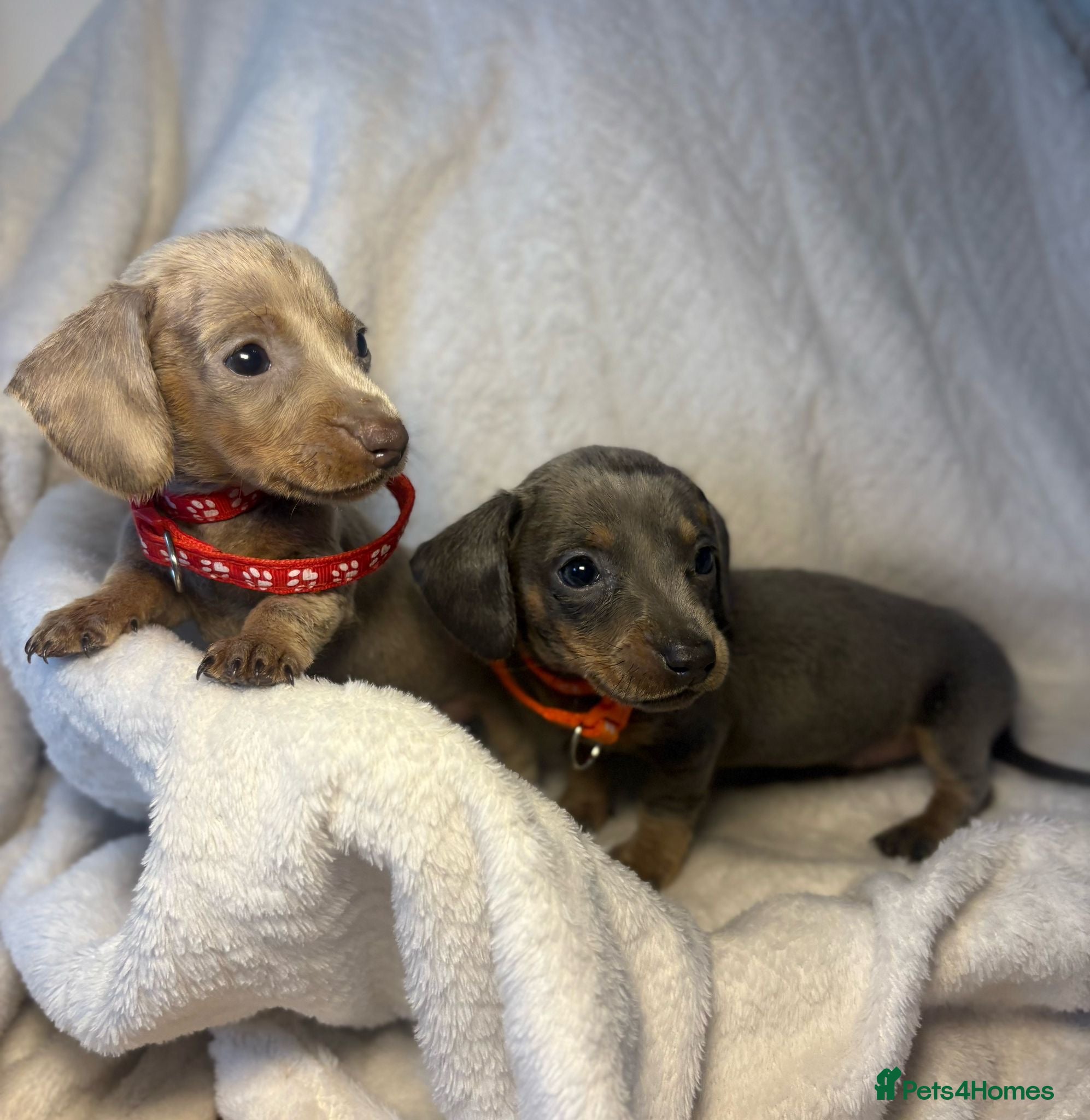 Dachshund dogs Dachshund 1 boy 1 girl left!!!! - Advert 12