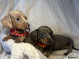 Dachshund dogs Dachshund 1 boy 1 girl left!!!! - Advert 13