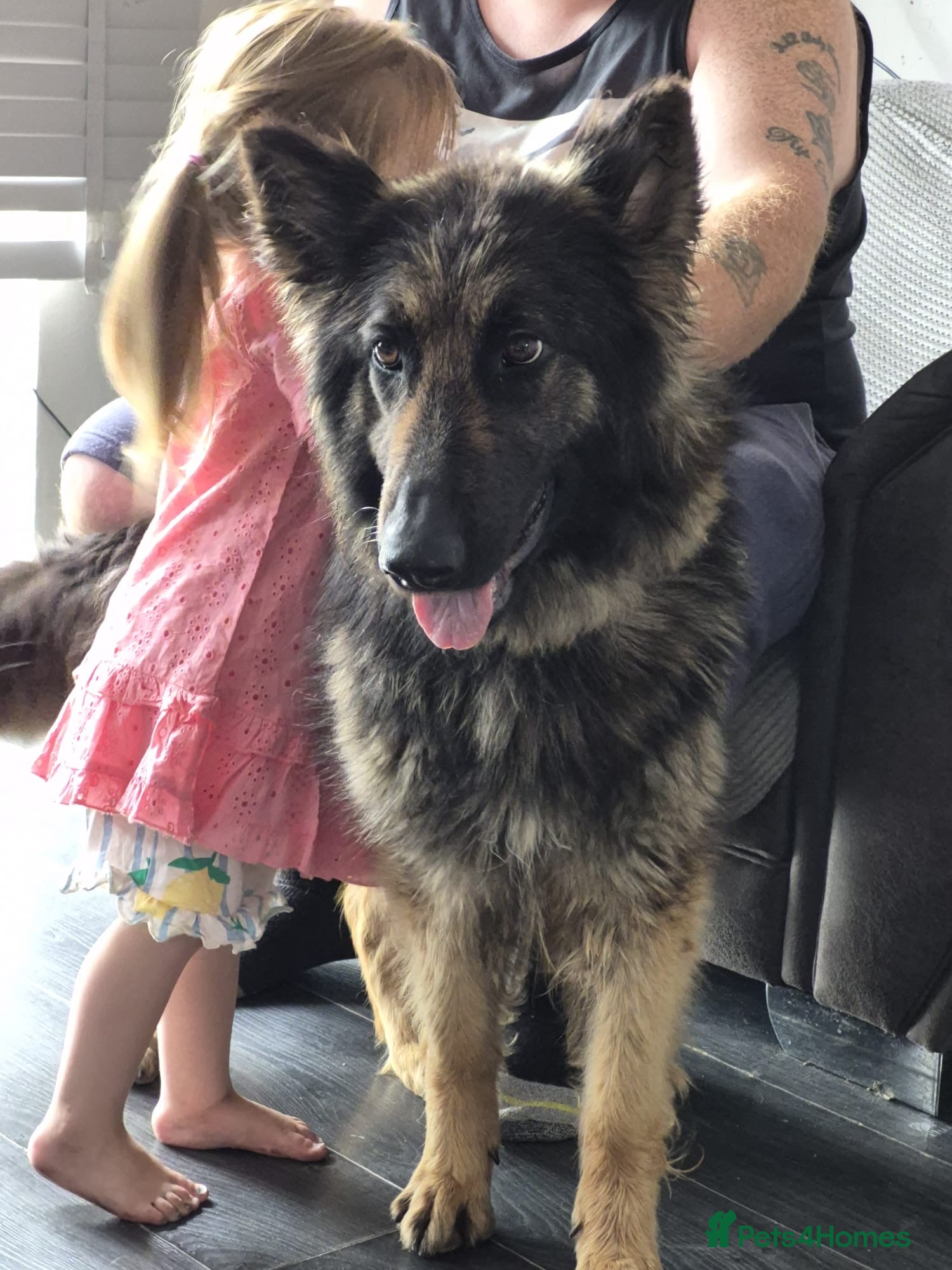 German Shepherd dogs BEAUTIFUL LOYAL GERMAN SHEPHERD GIRL SHADOW - Advert 7