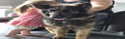 German Shepherd dogs for sale: BEAUTIFUL LOYAL GERMAN SHEPHERD GIRL SHADOW - Advert 1