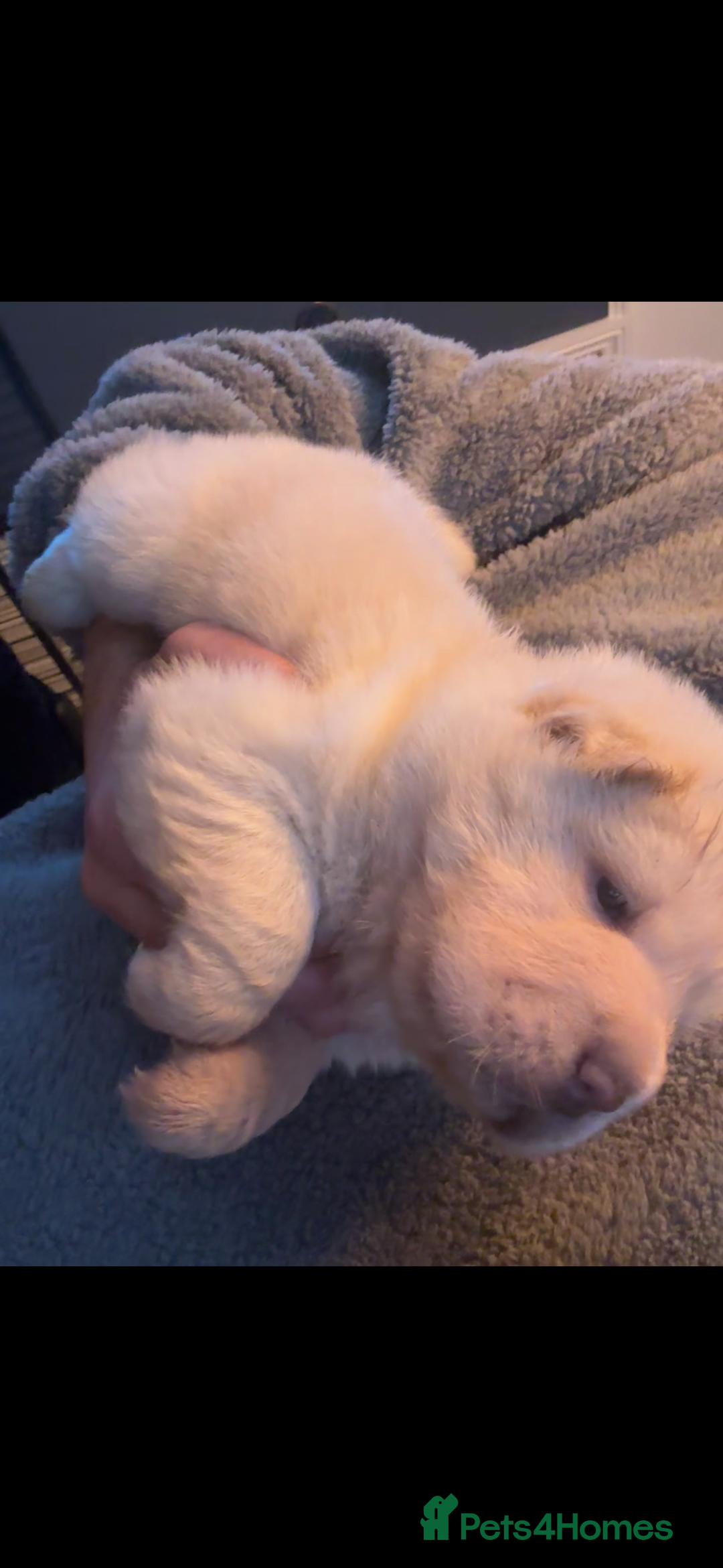 Shar Pei dogs for sale: 3  Gorgeous bears 🐻  - Advert 23