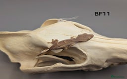 Gecko reptiles for sale: Phantom Crested Gecko  - Image 3