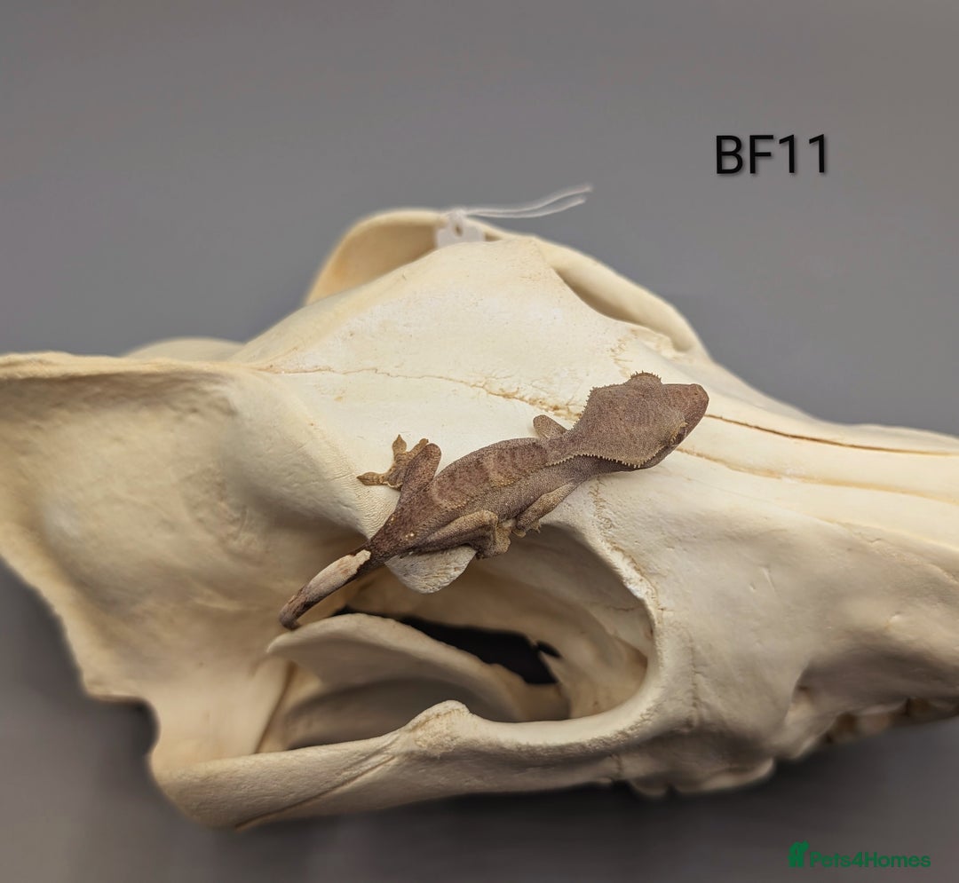 Gecko reptiles for sale: Phantom Crested Gecko  - Image 3