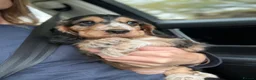 Cocker Spaniel dogs for sale: ✨ONE GIRL health tested KC show type babies✨ - Advert 5