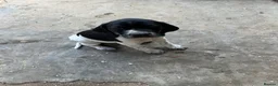 Pointer dogs for sale: Only 4 bitches remaining  - Advert 4