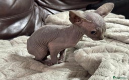 Sphynx cats for sale: Beautiful sphinx babies - Advert 4