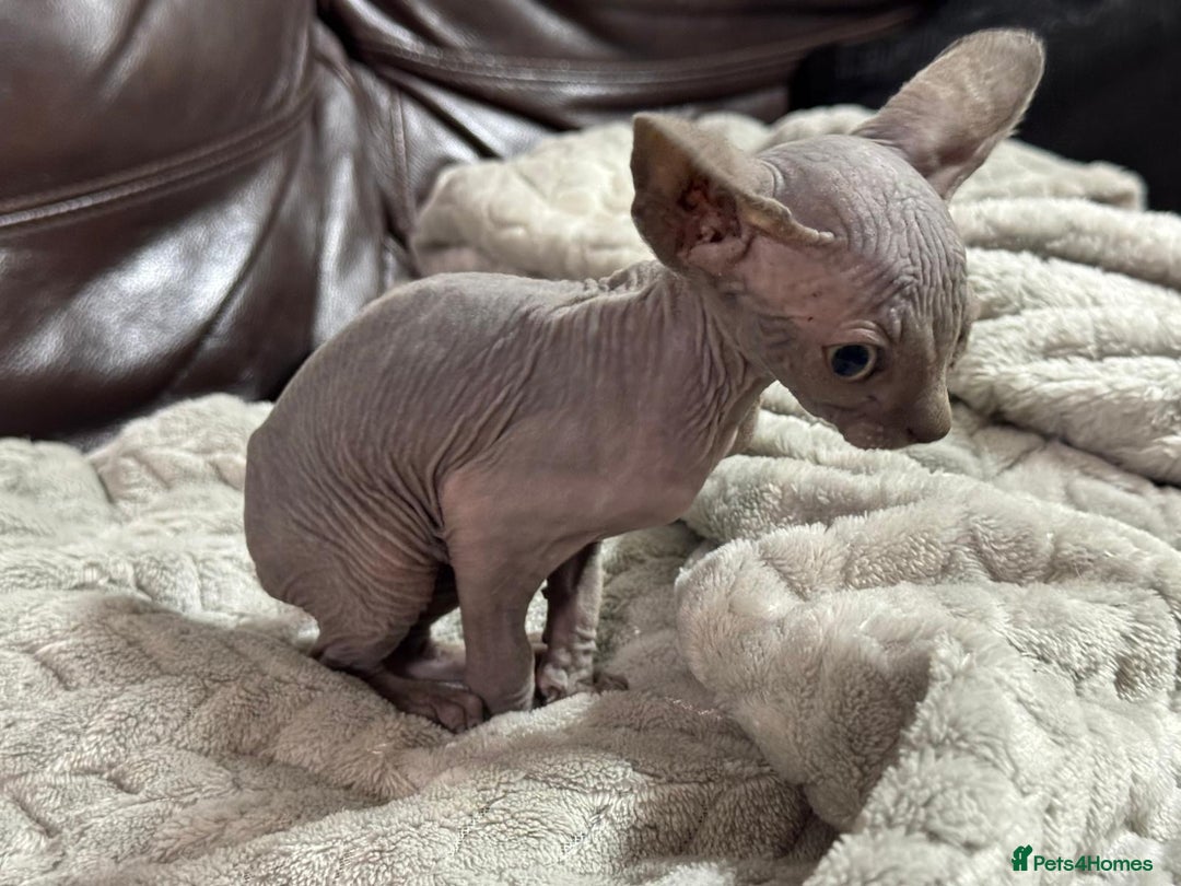 Sphynx cats for sale: Beautiful sphinx babies - Advert 4