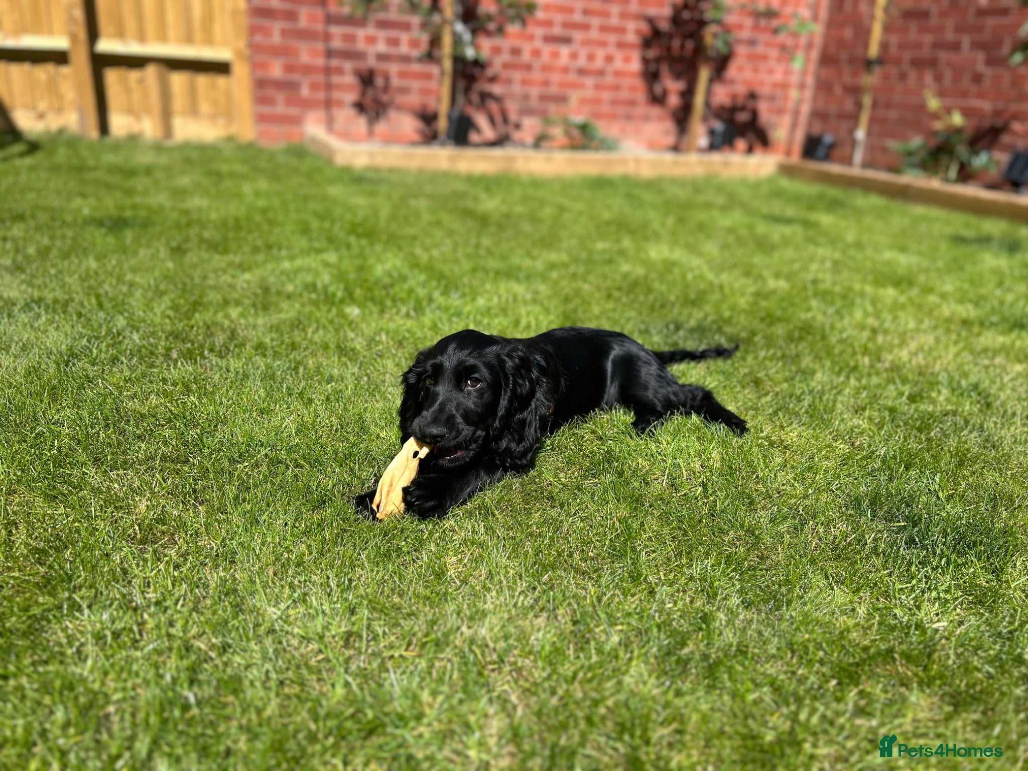 Cocker Spaniel dogs Ready to leave Cocker spaniel puppy  - Advert 18