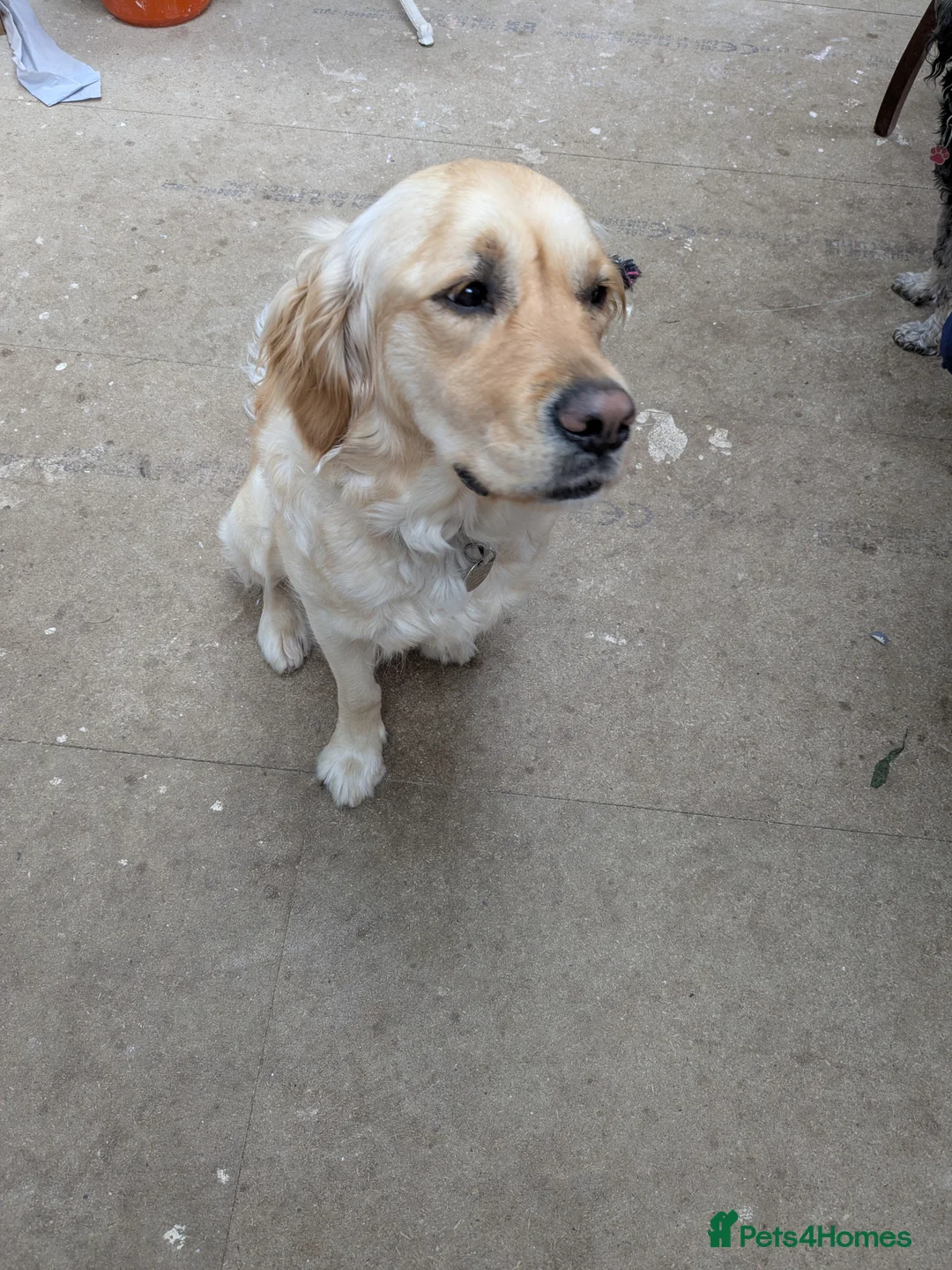 Golden Retriever dogs for sale: Golden retriever puppies due 20th march in Waterlooville - Advert 2