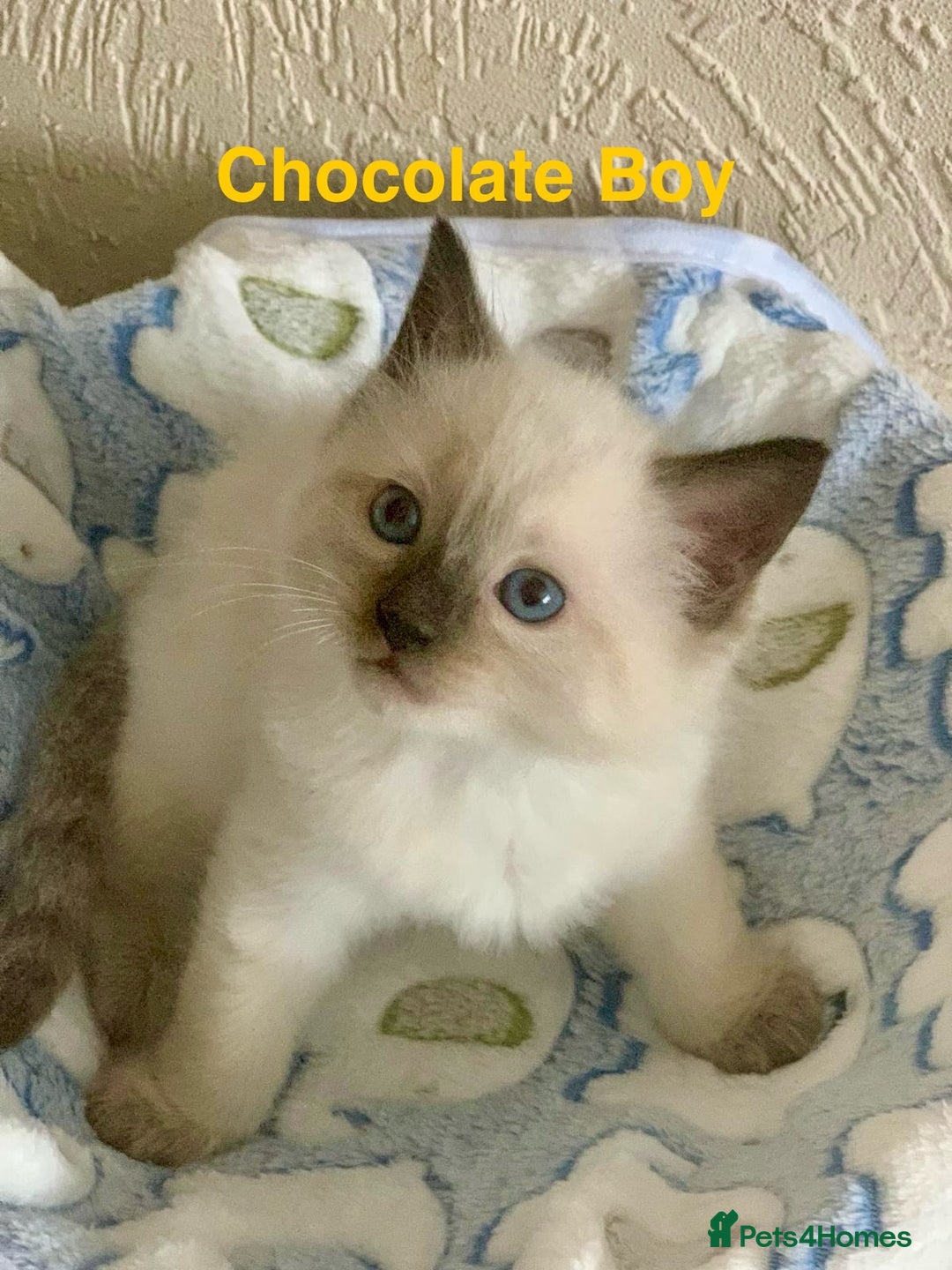 Ragdoll cats for sale: ❗️Charming Pure Ragdoll Kittens waiting love ❤️❗️ - Advert 21