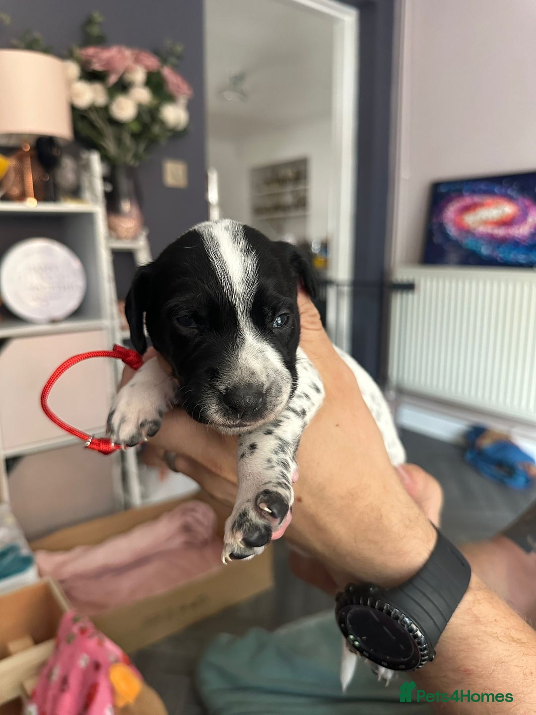 Mixed Breed dogs for sale: Springer Spaniel cross Dalmatian - Image 6