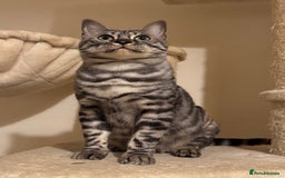 Bengal cats for sale: Special Silver Bengal Queen ❤️ - Image 4