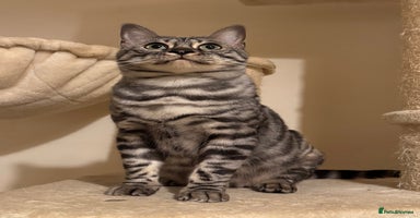 Bengal cats - Advert 5