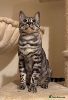 Bengal cats - Advert 7