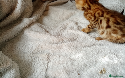 Mixed Breed cats for sale: Lovely Ginger and Rosetted Kittens - Image 38