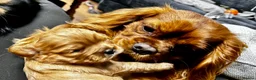 Cavalier King Charles Spaniel dogs for sale: George in Basildon - Advert 13