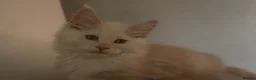 Maine Coon cats for sale: TICA Health Tested Maine Coon🐱 ready to leave   - Advert 4