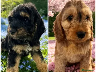 Cockapoo dogs DNA CLEAR, READY NOW, REDUCED, Last 2 Cockapoos 😍 - Advert 17
