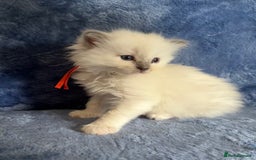 Ragdoll cats for sale: 6 Beautiful Ragdolls - Image 15