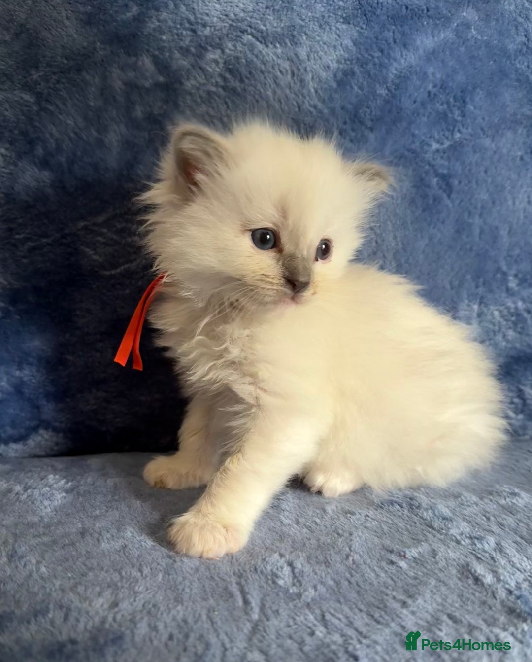 Ragdoll cats for sale: 6 Beautiful Ragdolls - Image 15
