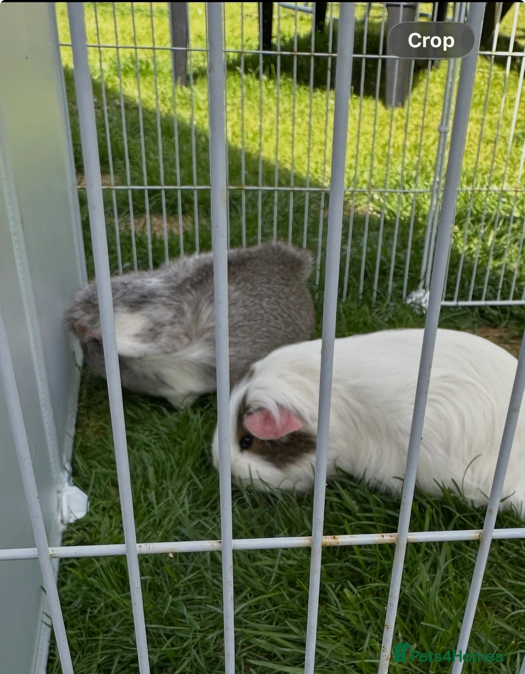 Guinea Pig rodents for sale: Sow pair in Stafford - Advert 2