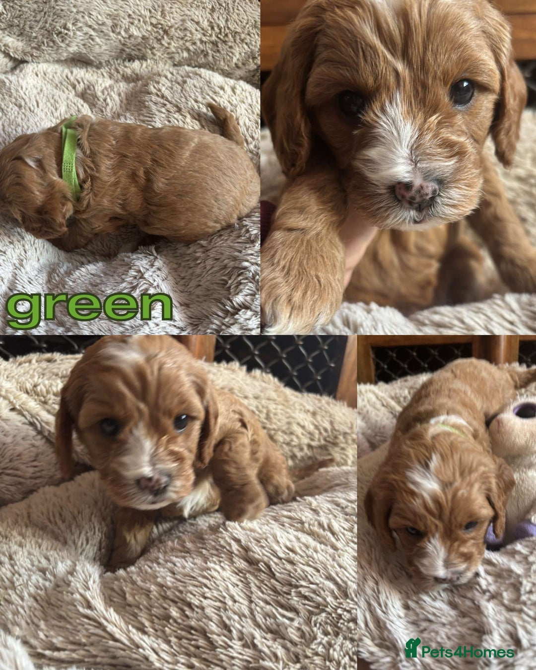 Mixed Breed dogs for sale: Adorable cavacockerpoo - Image 4