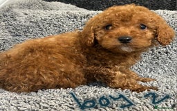 Cavapoo dogs for sale: Cavapoo puppies 🐶 FULLY HEALTH TESTED✅️  - Image 4