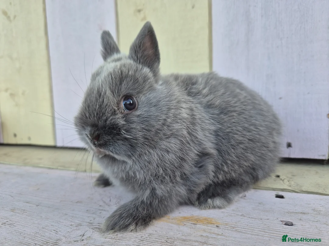 Netherland Dwarf rabbits for sale: 💜 Blue and sable netherland dwarfs babies 💜 - Advert 2