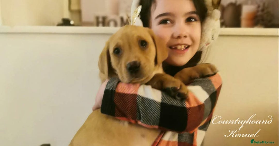 Labrador Retriever dogs for sale: Exceptional FTCHAMPION Labrador Retriever Puppies - Image 10