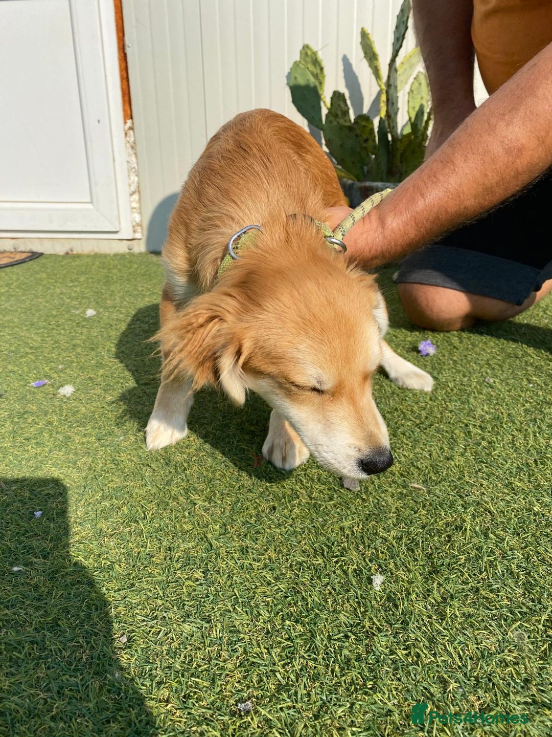 Mixed Breed dogs for adoption: Meet LOLA, a Lovely Puppy Girl - for a Loving Home - Image 27