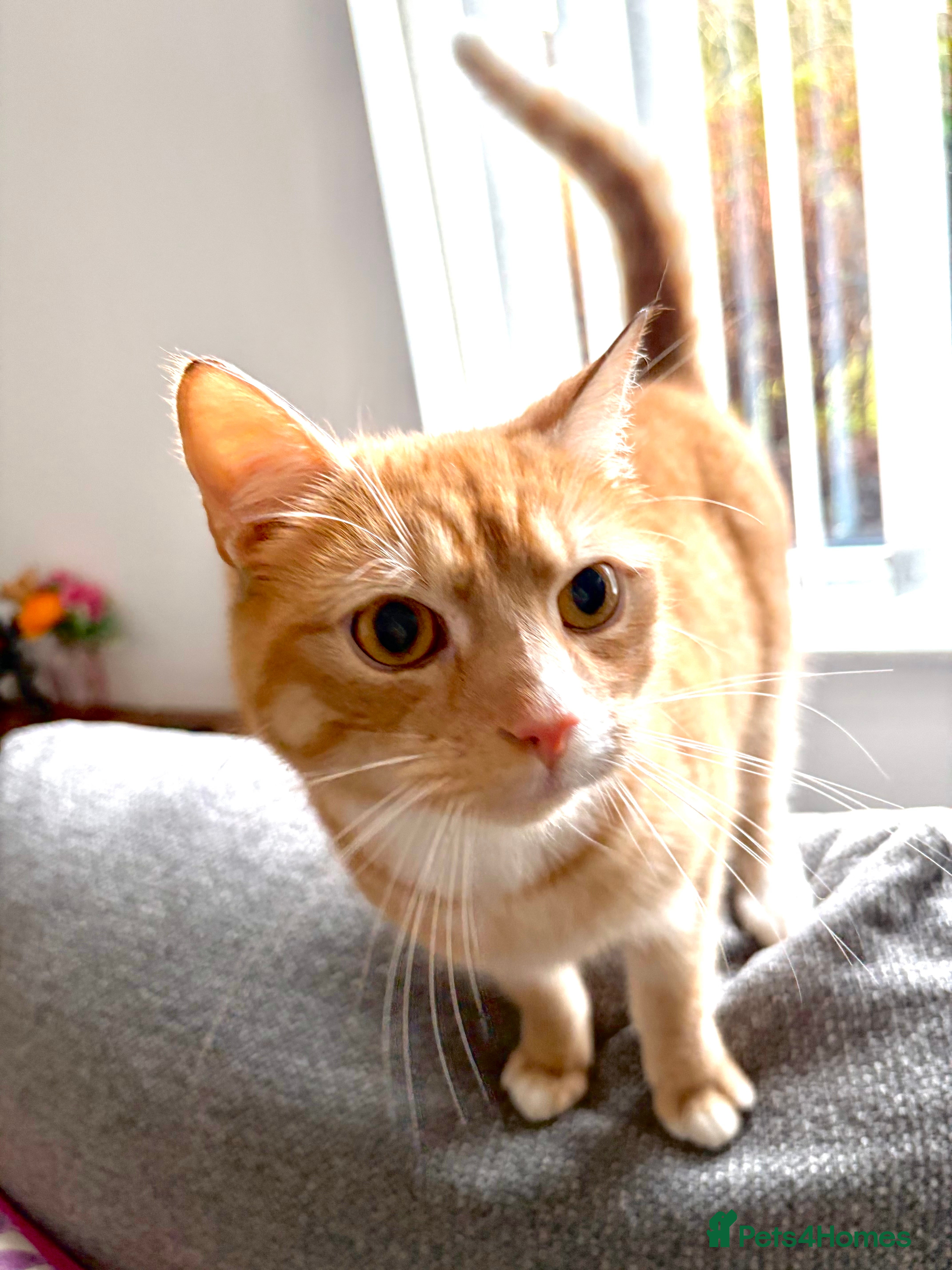 Mixed Breed cats Male Ginger Cat (1 Year Old) - Advert 1