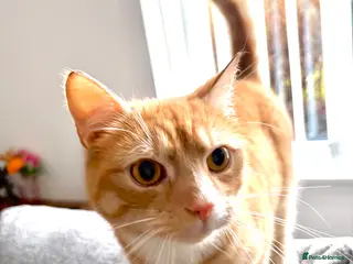 Mixed Breed cats Male Ginger Cat (1 Year Old) - Advert 1