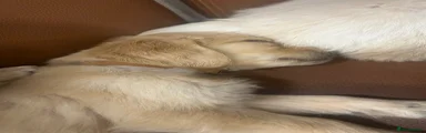 Golden Retriever brown collar  Puppy 3