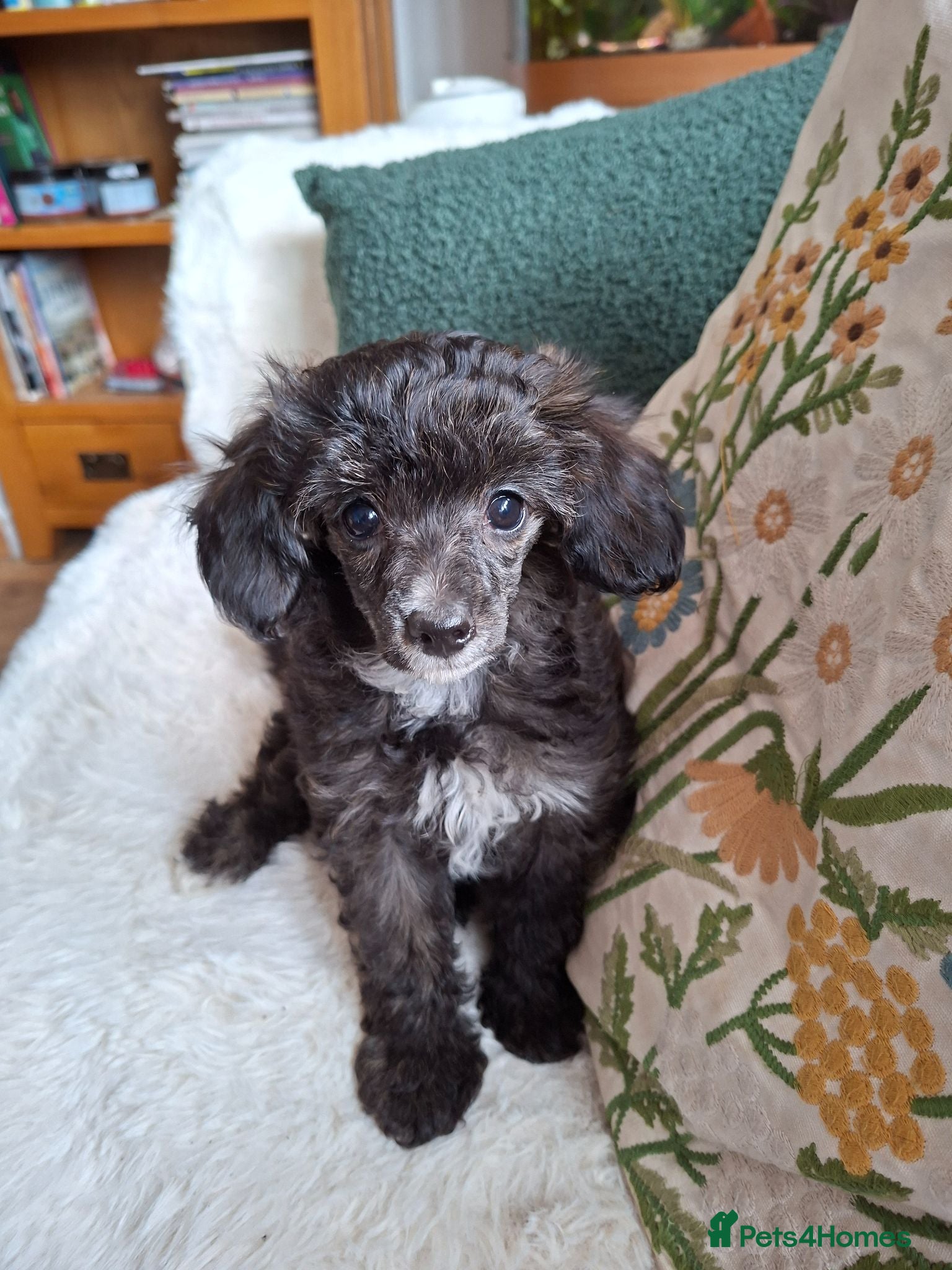 Mixed Breed dogs Stunning small papipoos/ papillon  x toy poodle - Advert 1