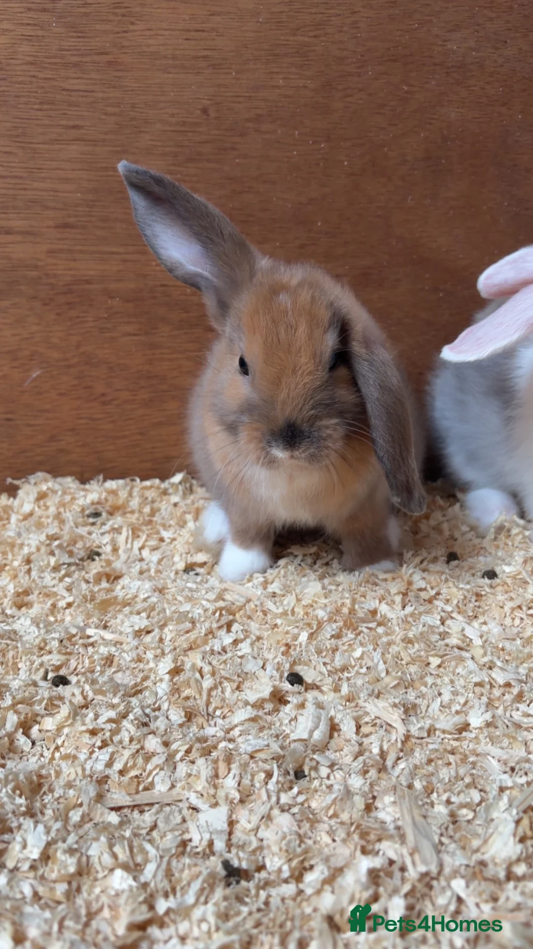 English Lop rabbits for sale: READY TO LEAVE   - Advert 4