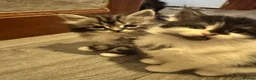 Maine Coon cats for sale: Maine coon cross - Advert 20