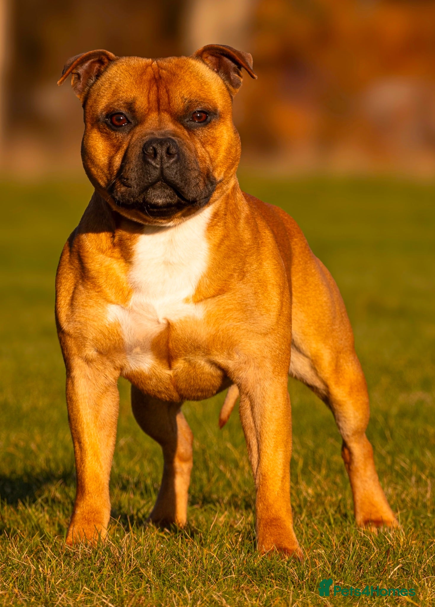 Staffordshire Bull Terrier dogs Top quality red and white sbt puppies - Advert 1