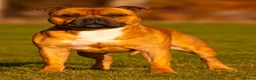 Staffordshire Bull Terrier dogs for sale: Top quality red and white sbt puppies in Liverpool - Advert 1
