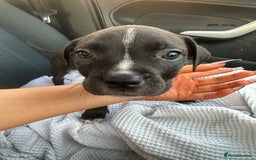Mixed Breed dogs for sale: Staff x cane corso puppies - Image 23