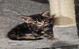 Russian Blue cats for sale: Mix Russian Blue and Maine Coon - Image 4