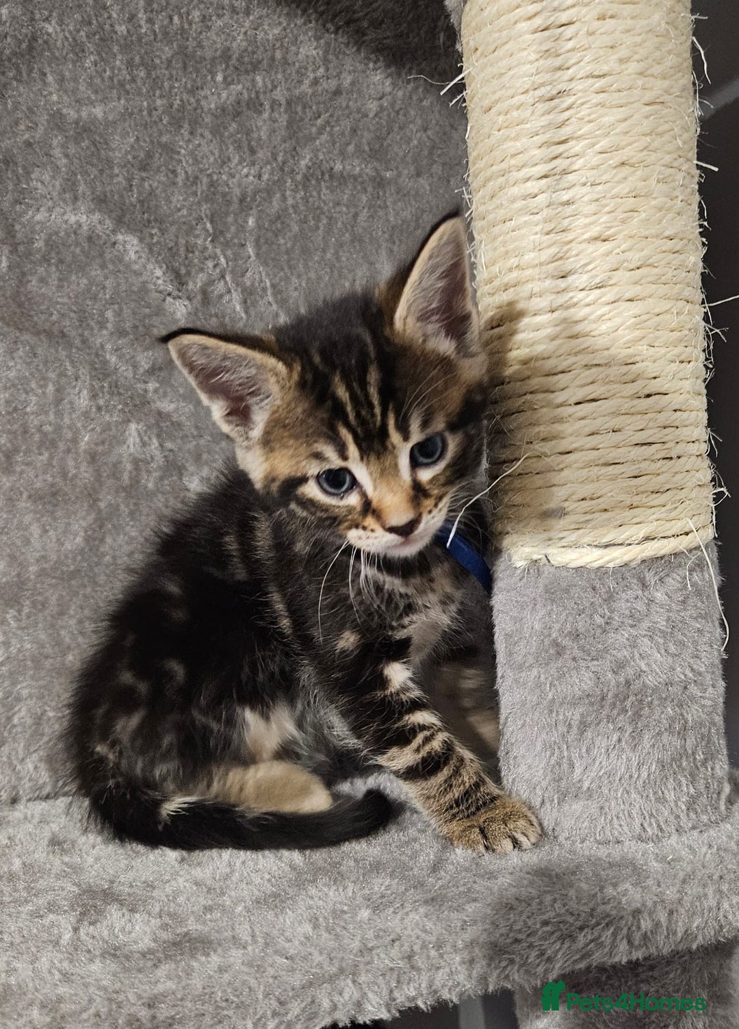 Russian Blue cats for sale: Mix Russian Blue and Maine Coon - Image 4