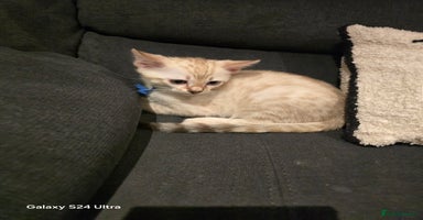 Bengal cats - Advert 14