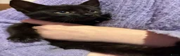 Mixed Breed cats for sale: Mixed kittens for sale  - Advert 12