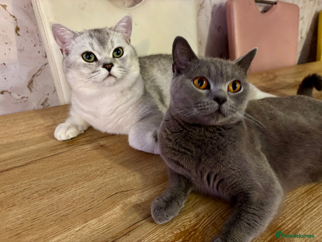 Mixed Breed cats for sale: Adorable kittens for sale - Advert 2