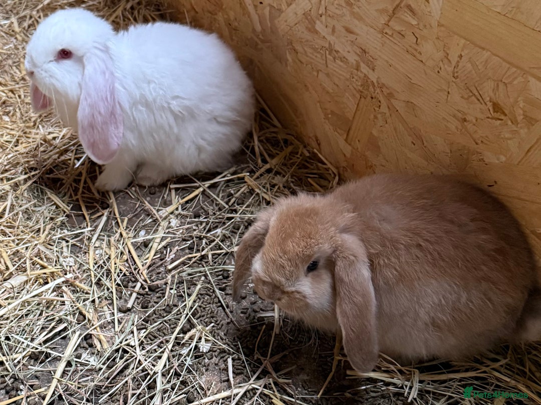 French Lop rabbits for sale: Gorgeous French lop bunnies - Advert 3