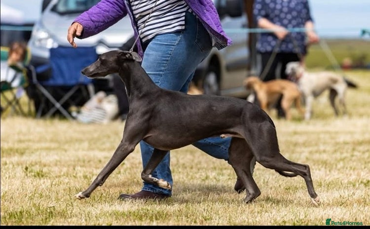 Whippet dogs - Advert 1