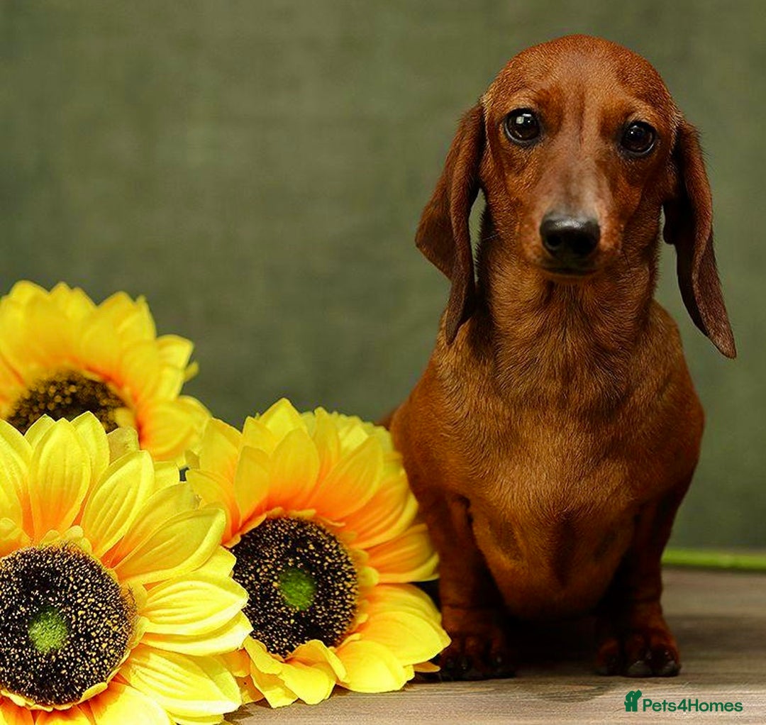 Miniature Dachshund dogs for adoption: Daisy: The Little Dog They Tried to Forget - Image 4